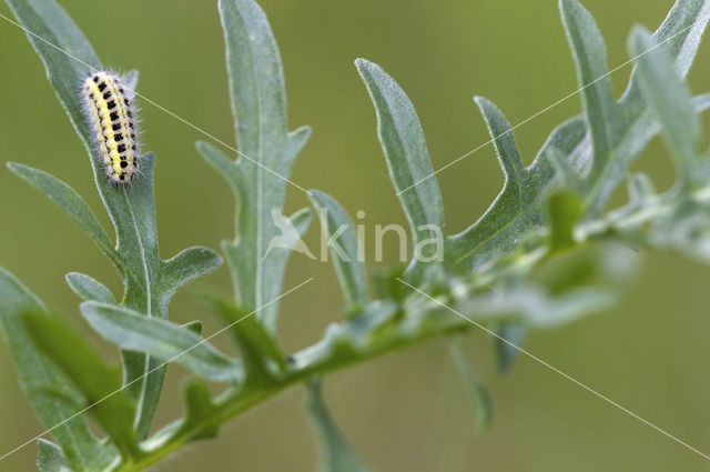 Zygaena ephialtes