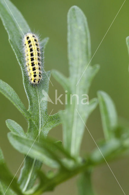 Zygaena ephialtes