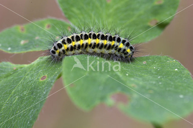 Zygaena lonicerae