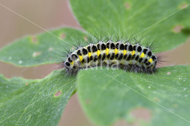 Zygaena lonicerae