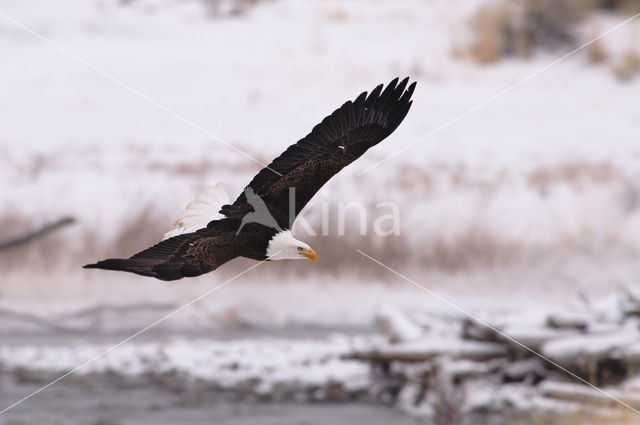 Amerikaanse Zeearend (Haliaeetus leucocephalus)