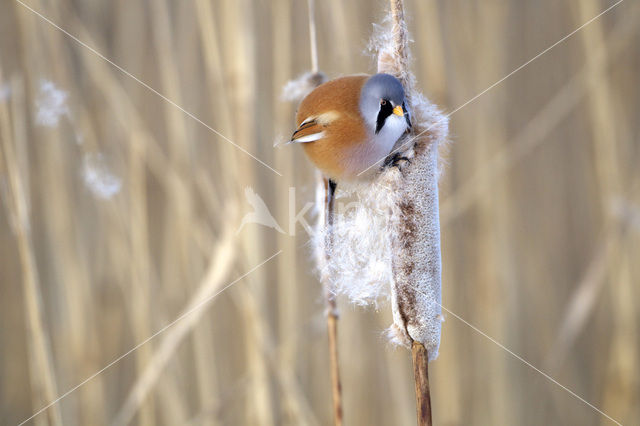 Bearded Reedling (Panurus biarmicus)