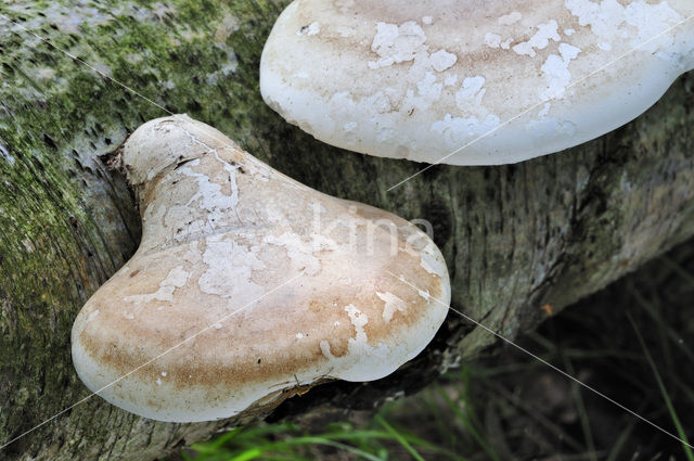 Berkenzwam (Piptoporus betulinus)