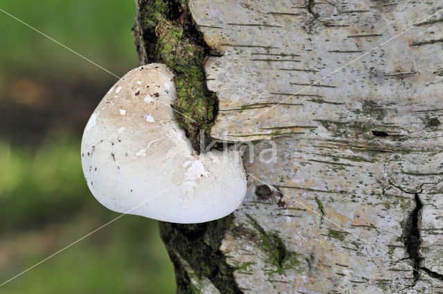 Berkenzwam (Piptoporus betulinus)