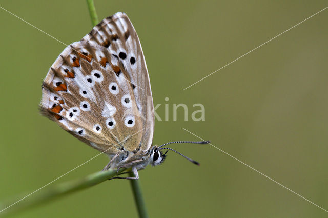 Bleek blauwtje (Polyommatus coridon)