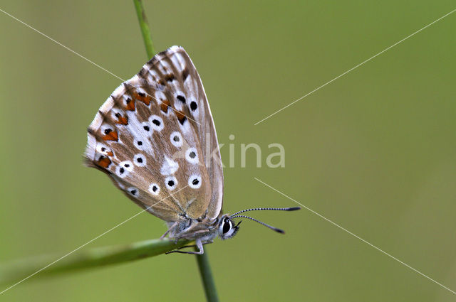 Chalk Hill Blue (Polyommatus coridon)