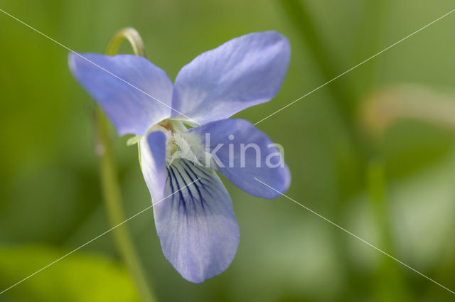 Common Dog-violet (Viola riviniana)