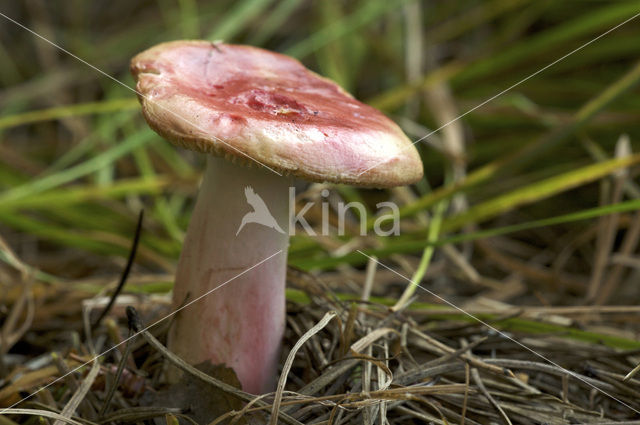 Bloedrode russula (Russula sanguinaria)