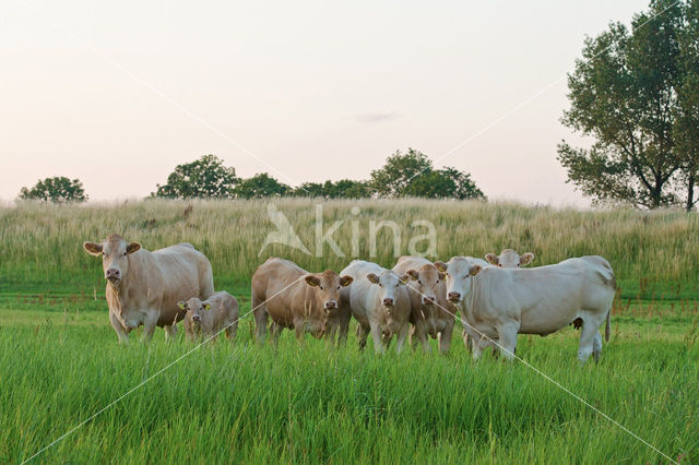 Blonde d'Aquitaine koe (Bos Domesticus)