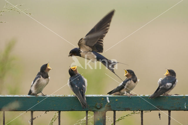 Boerenzwaluw (Hirundo rustica)