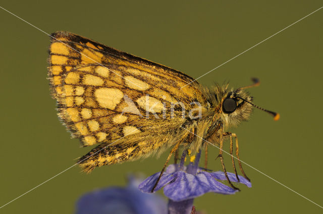 Bont dikkopje (Carterocephalus palaemon)