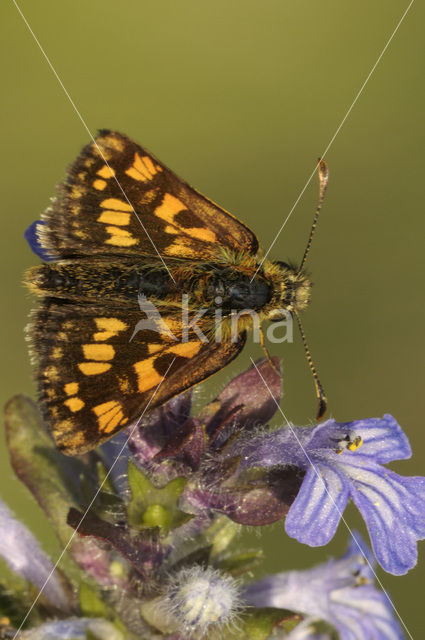 Chequered Skipper (Carterocephalus palaemon)