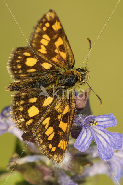 Chequered Skipper (Carterocephalus palaemon)