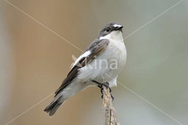 Bonte Vliegenvanger (Ficedula hypoleuca)