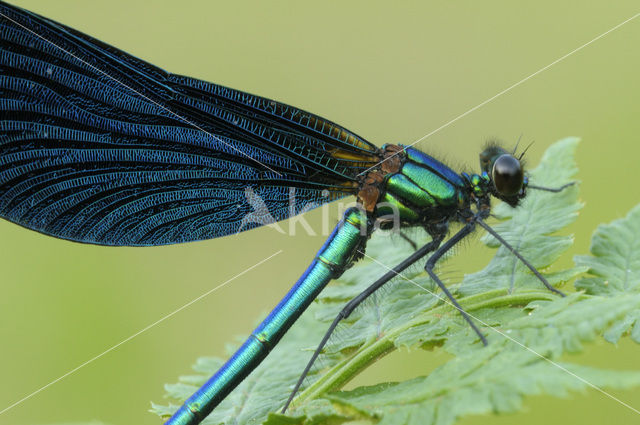 Bosbeekjuffer (Calopteryx virgo)