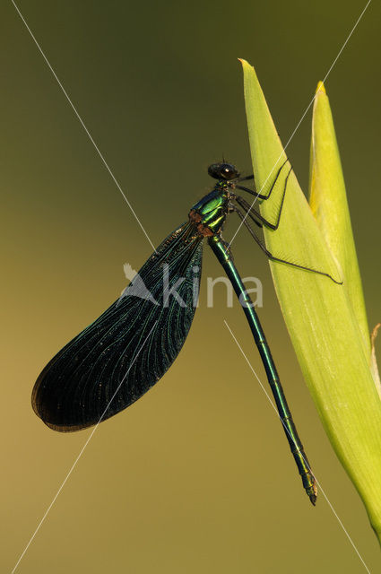 Bosbeekjuffer (Calopteryx virgo)