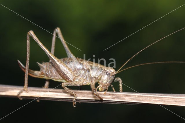 Boskrekel (Nemobius sylvestris)