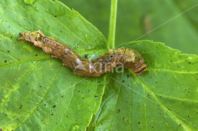 Braamvlinder (Thyatira batis)