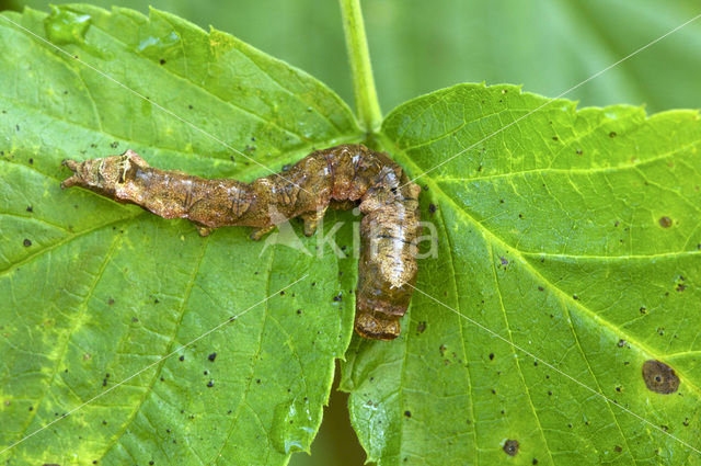 Braamvlinder (Thyatira batis)