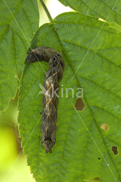 Braamvlinder (Thyatira batis)