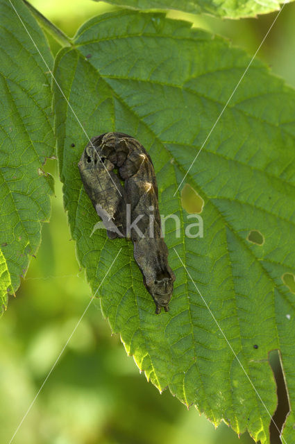 Braamvlinder (Thyatira batis)