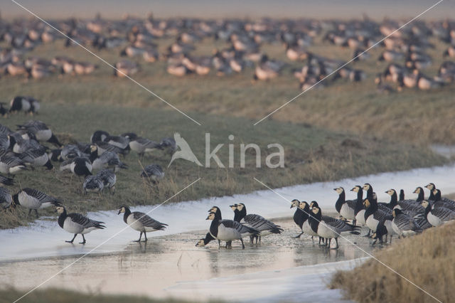 Brandgans (Branta leucopsis)