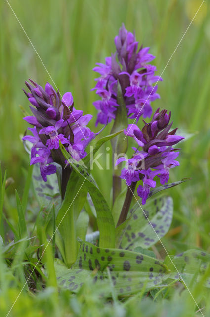 Brede orchis (Dactylorhiza majalis ssp. majalis)