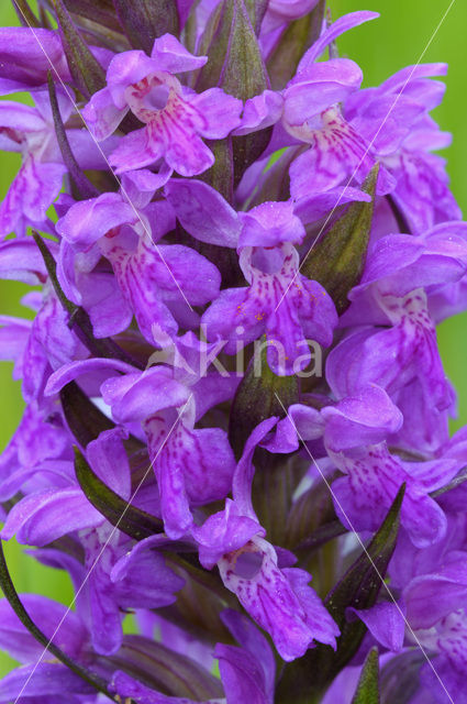 Brede orchis (Dactylorhiza majalis ssp. majalis)