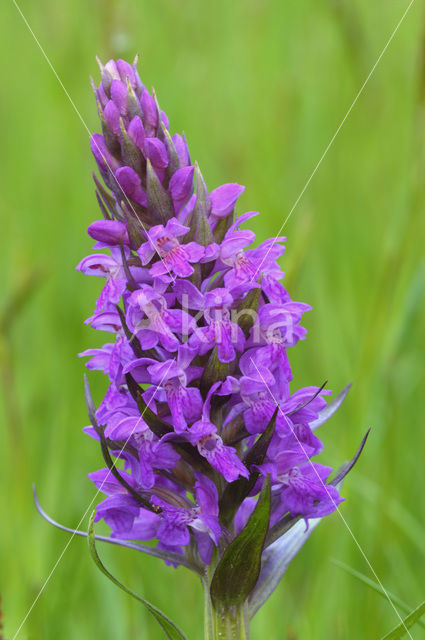 Brede orchis (Dactylorhiza majalis ssp. majalis)