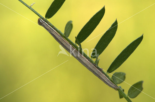 Bruine daguil (Euclidia glyphica)