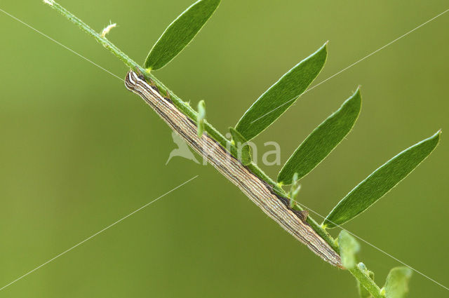 Bruine daguil (Euclidia glyphica)