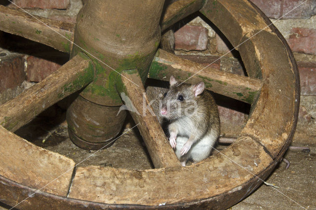 Bruine rat (Rattus norvegicus)