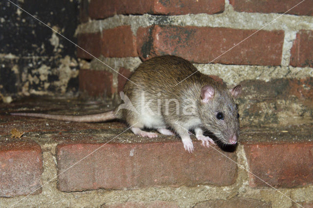 Bruine rat (Rattus norvegicus)