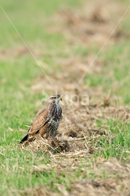 Buizerd (Buteo buteo)