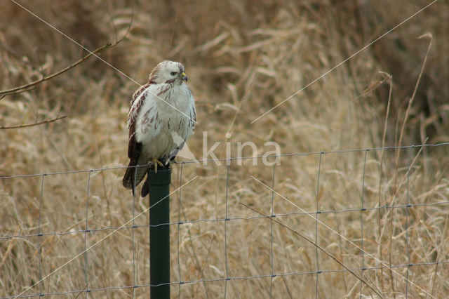 Buizerd (Buteo buteo)