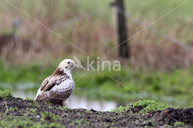 Buizerd (Buteo buteo)