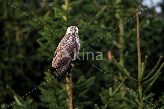 Buizerd (Buteo buteo)