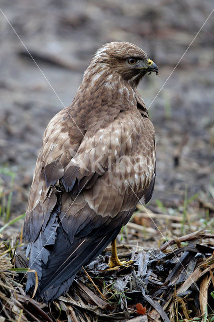 Buizerd (Buteo buteo)