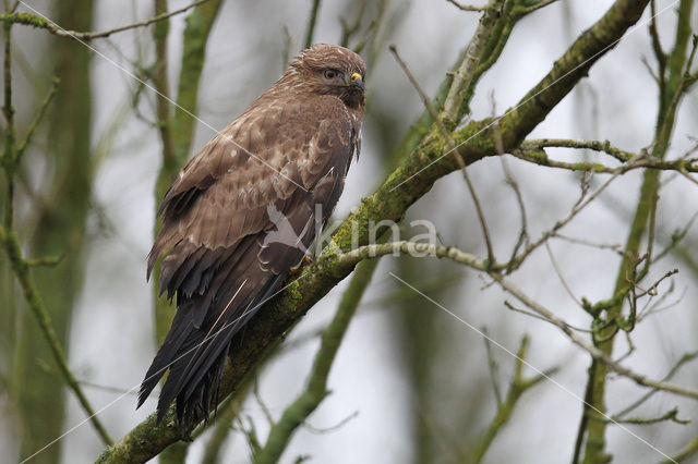 Buizerd (Buteo buteo)