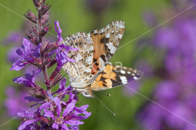 Painted Lady (Vanessa cardui)