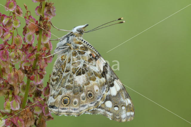 Painted Lady (Vanessa cardui)