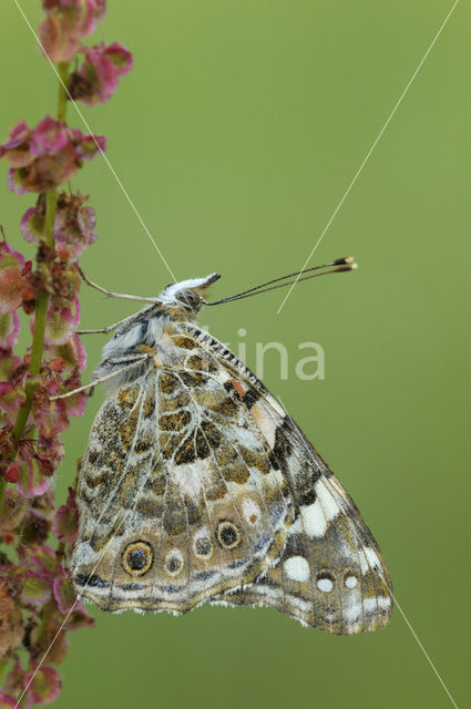 Distelvlinder (Vanessa cardui)