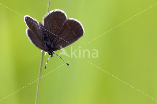 Dwergblauwtje (Cupido minimus)