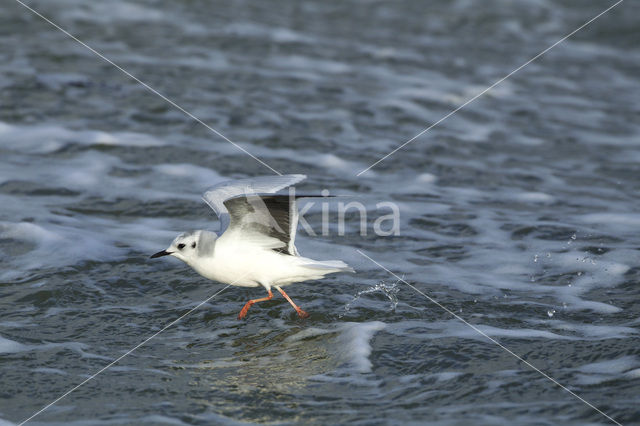 Dwergmeeuw (Larus minutus)