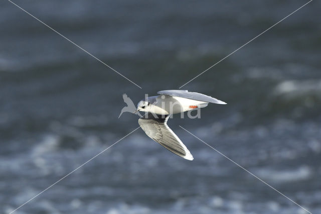 Dwergmeeuw (Larus minutus)