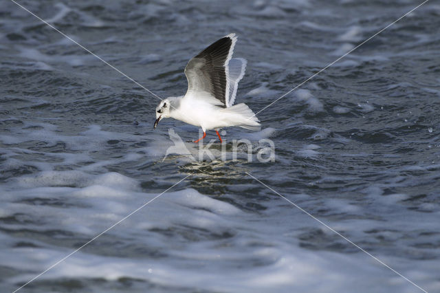 Dwergmeeuw (Larus minutus)