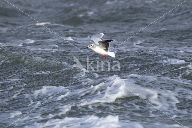 Dwergmeeuw (Larus minutus)