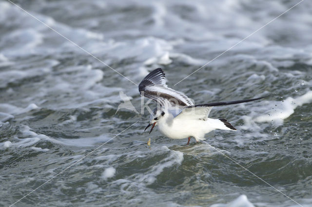 Dwergmeeuw (Larus minutus)