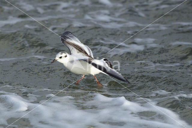 Dwergmeeuw (Larus minutus)