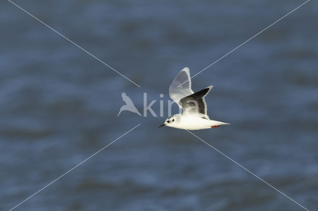 Dwergmeeuw (Larus minutus)